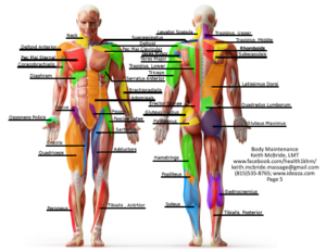 5body_muscle_chart_363_470